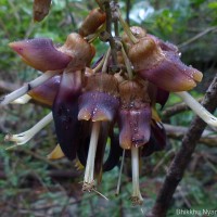 Mucuna atropurpurea (Roxb.) DC. ex Wight
